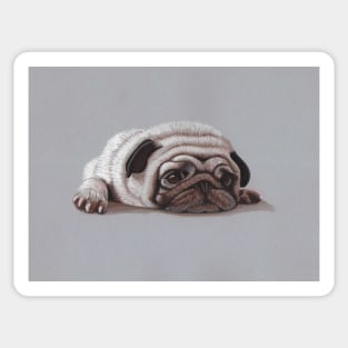 The Sad Pug Portrait Sticker